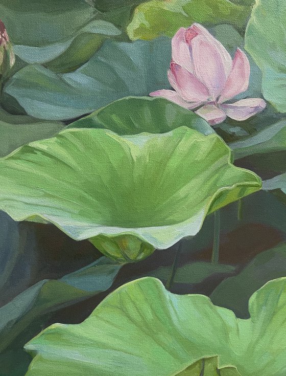 Lotuses landscape