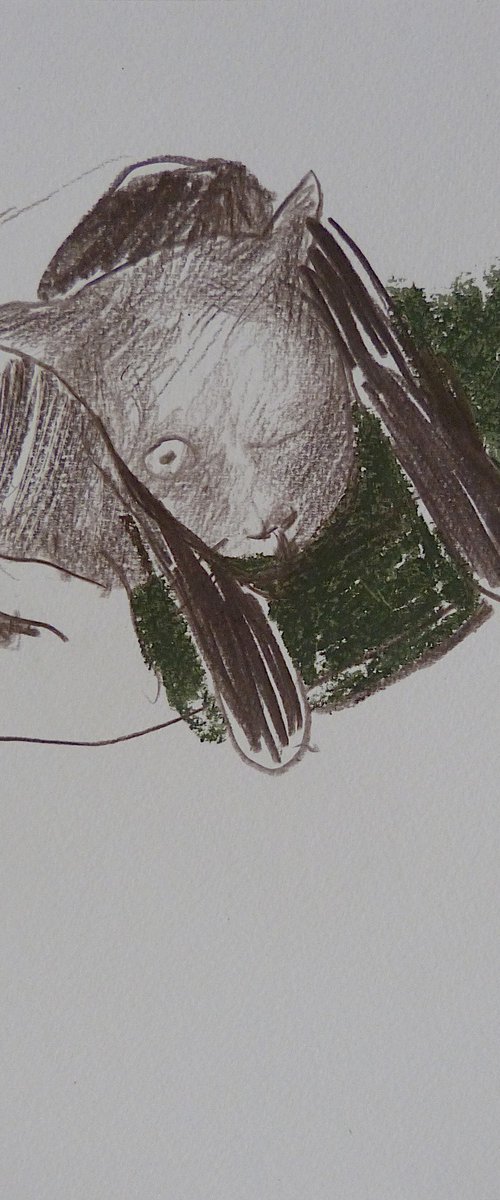 Rubin the resque kitten by Frederic Belaubre