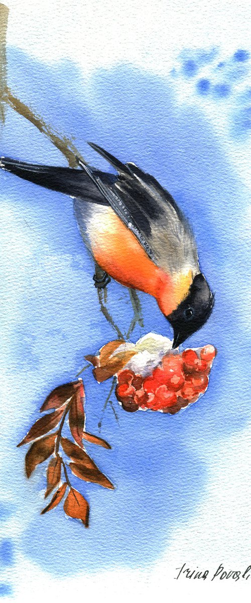 Bullfinch on branch of ashberry tree original watercolor painting blu sky winter bird artwork by Irina Povaliaeva
