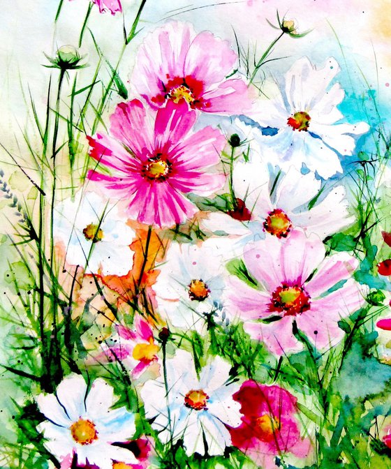 Cosmos flowers