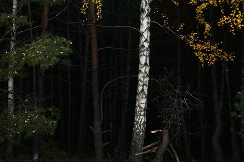 forest, October by Artem Korenuk