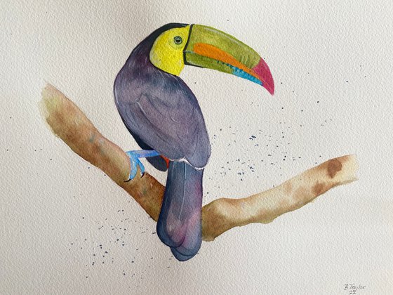 Toucan watercolour painting