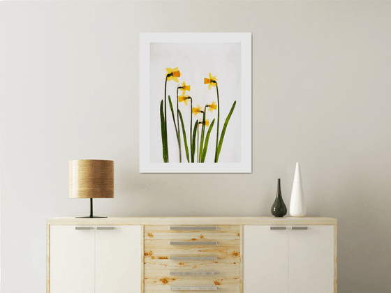 Daffodills 1