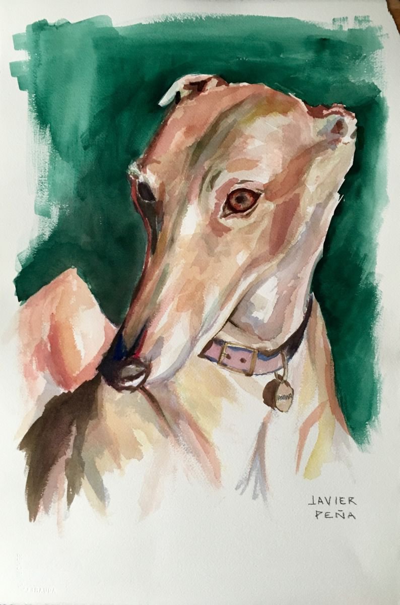 Dominic Greyhound Portrait by Javier Pea