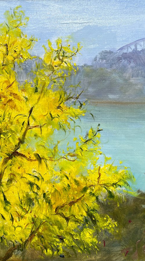 Sydney harbour with wattle blossom by Shelly Du