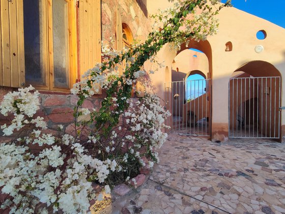 Blossoming tree in Siwa