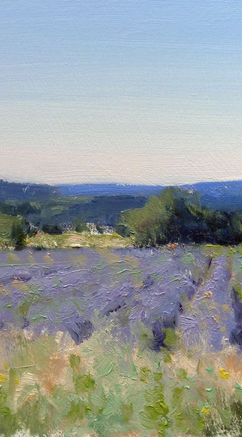 Lavender Fields in Drôme Provençale by Pascal Giroud