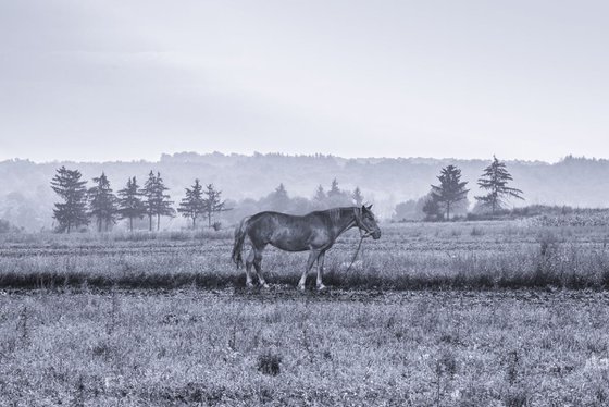 Horse in the field