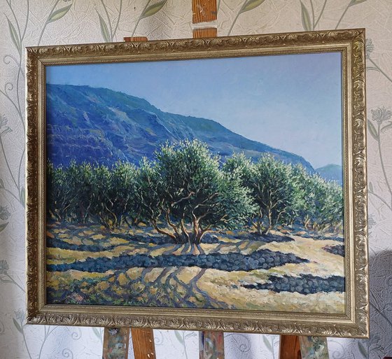 Olive grove