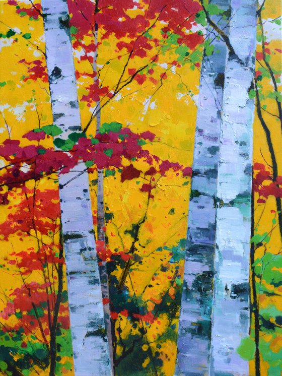 Birch trees forrest 071