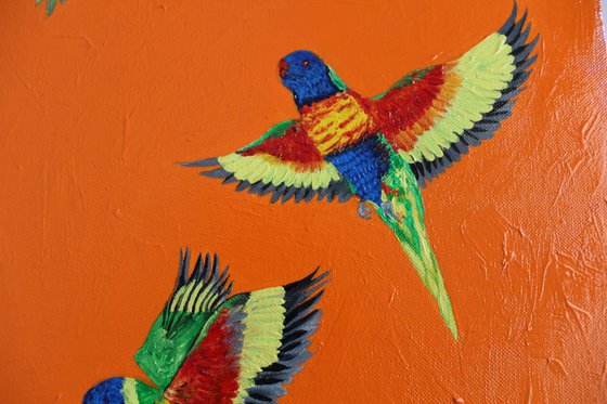 Rainbow Lorikeets in Flight