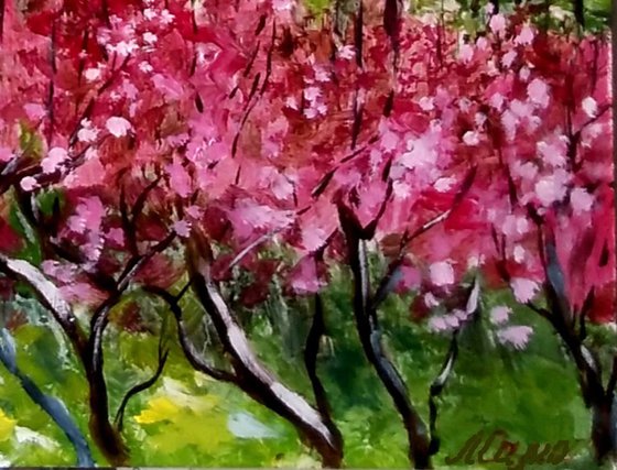 Blooming cherry trees - provencal landscape in spring