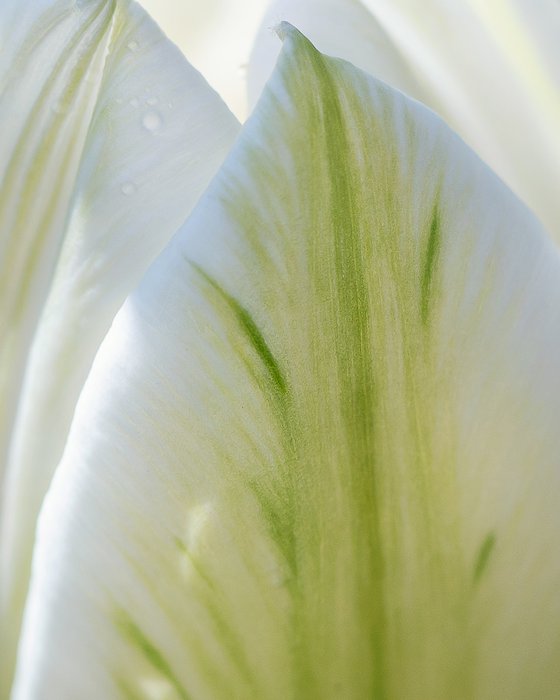 MY SPRING MUSE - matted