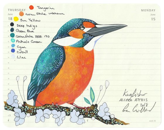 Birds of Europe: Kingfisher Looking Right