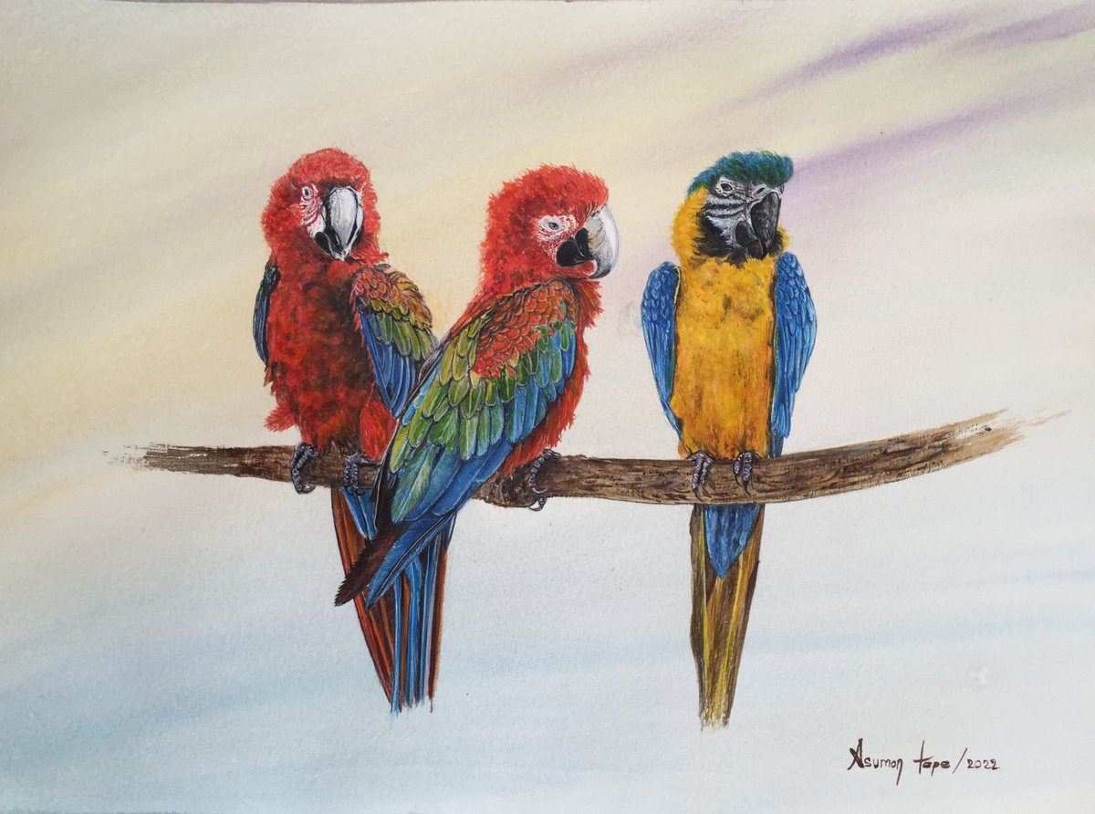 Parrots by Asuman Tepe
