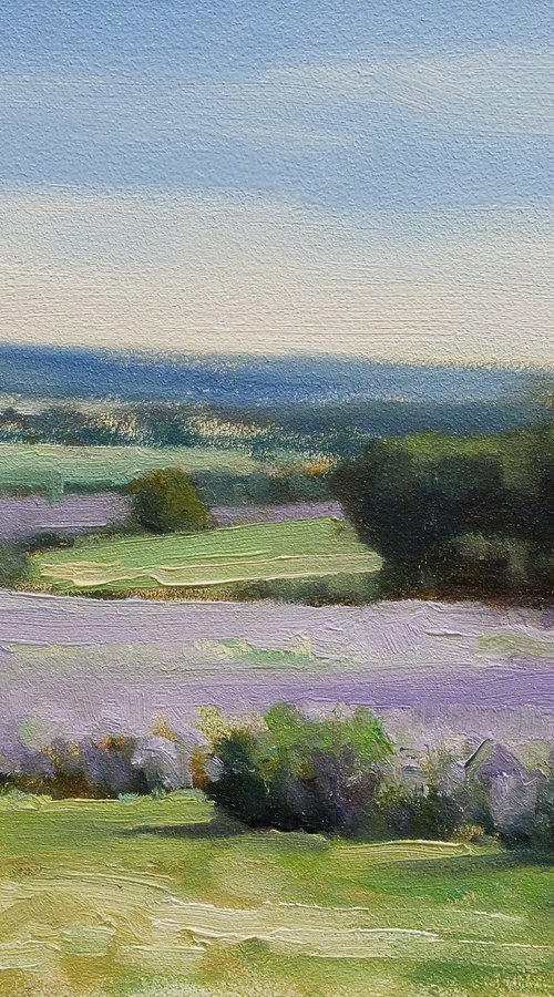 Lavander Fields near Sault by Pascal Giroud