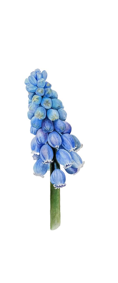 Muscari by Julia Gorislavska