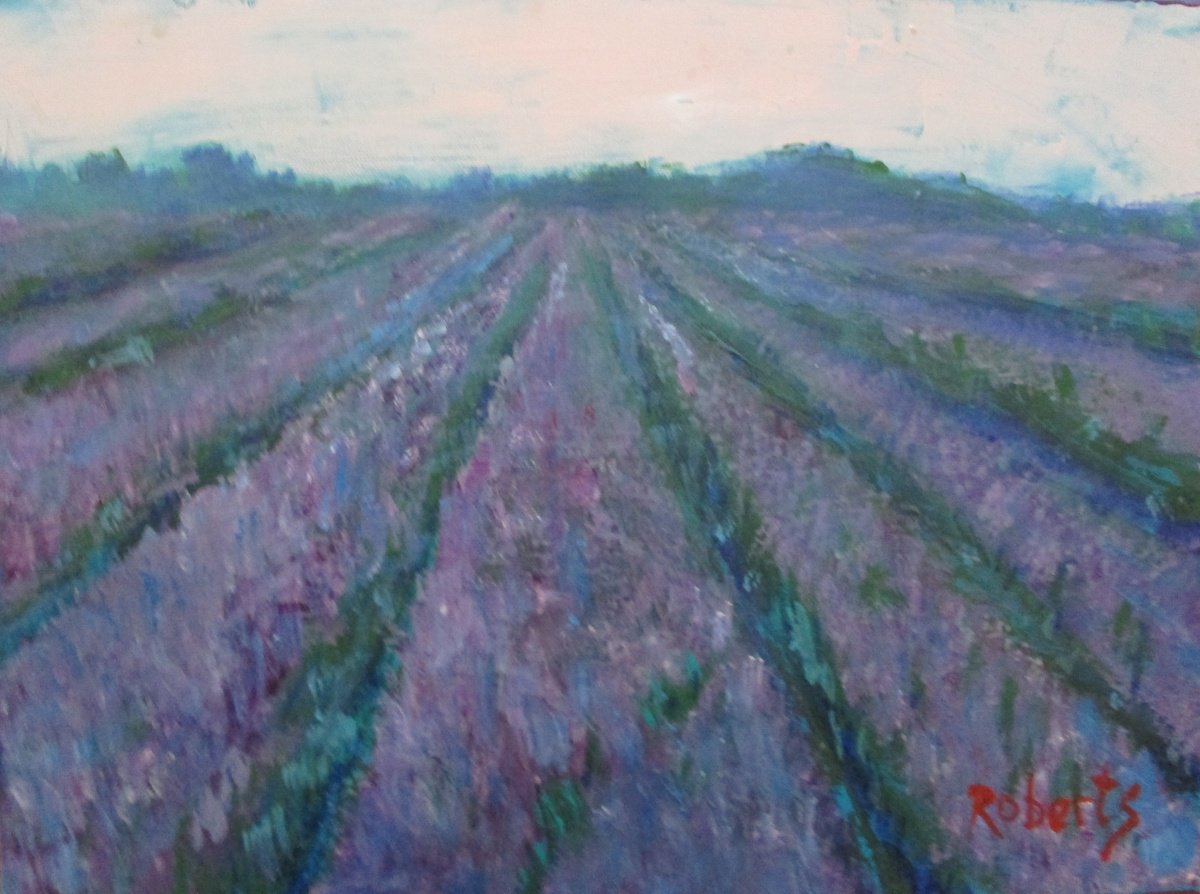 Lavender fields forever by Rosalind Roberts