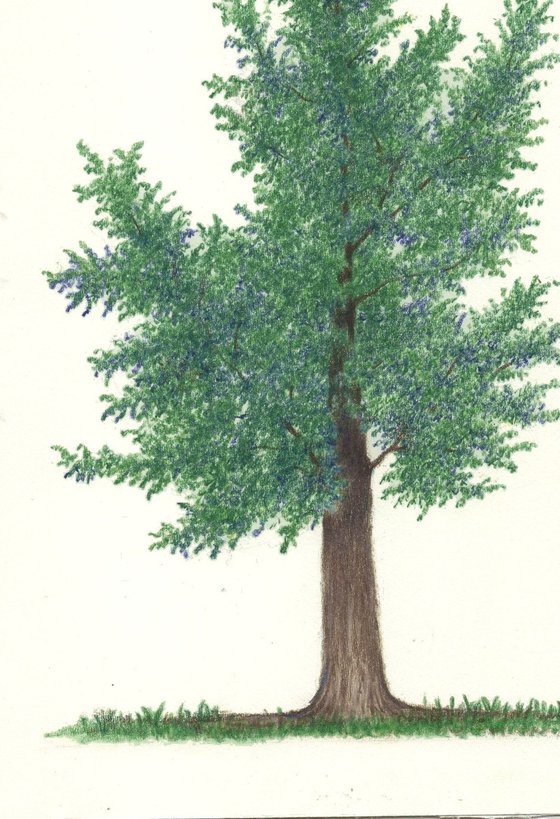 Pine Tree