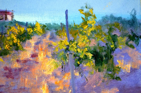 Morning in a sunny vineyard