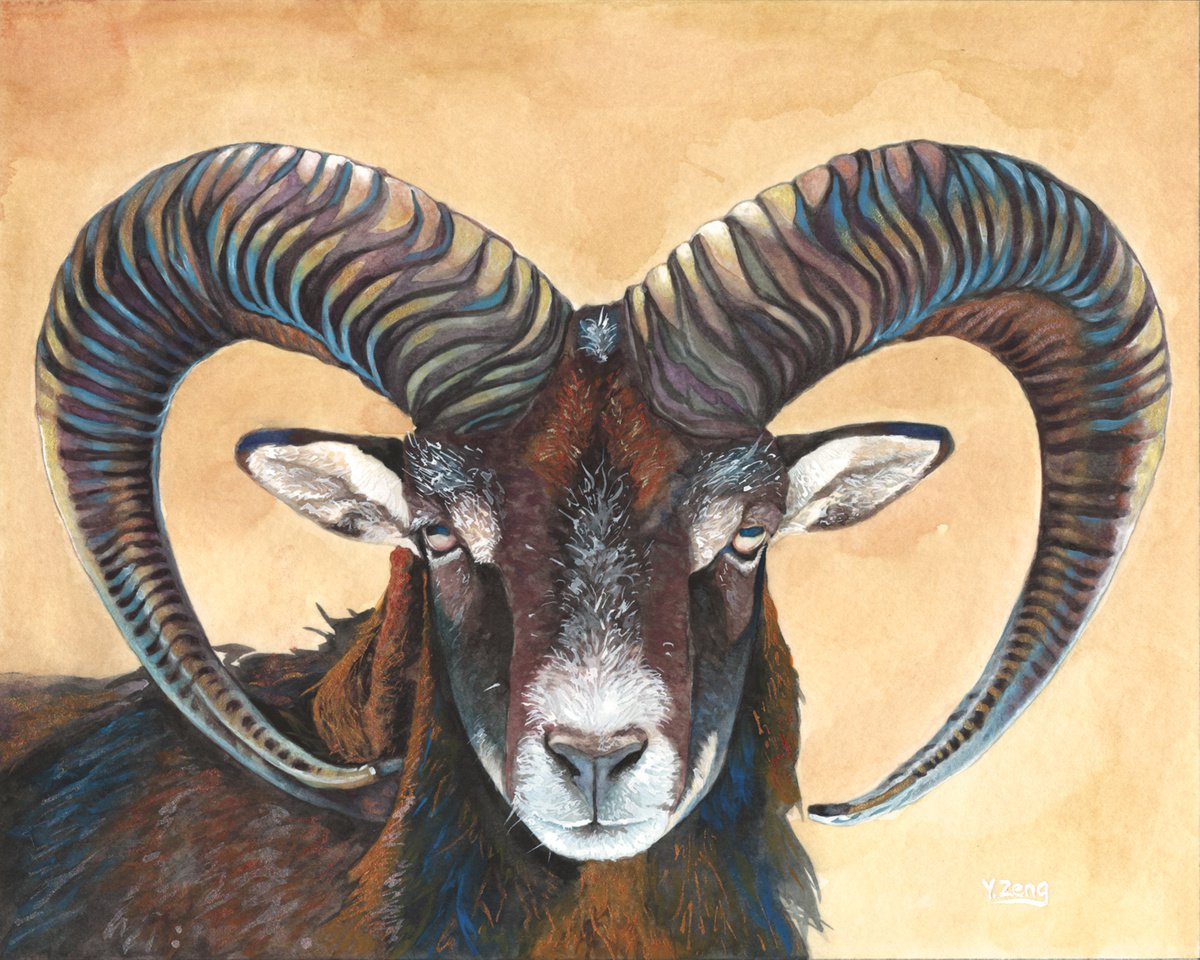 Bighorn sheep/Ram/Mountain goat portrait by Yue Zeng