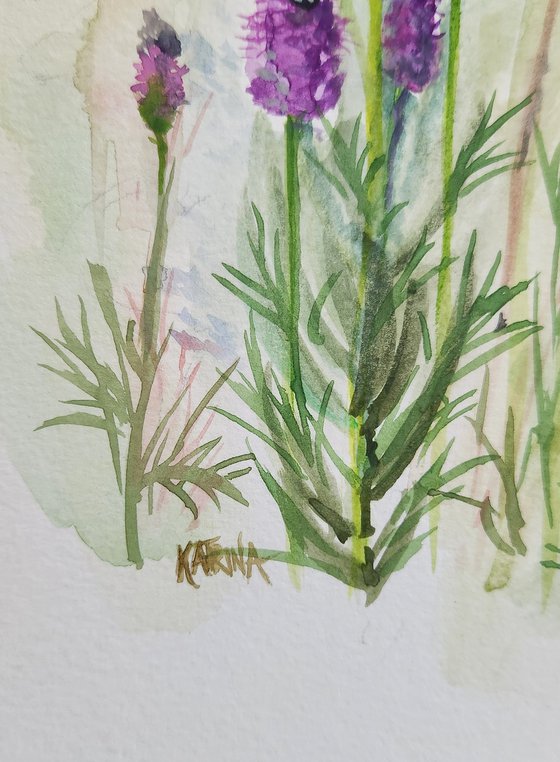Purple Prairie Clover