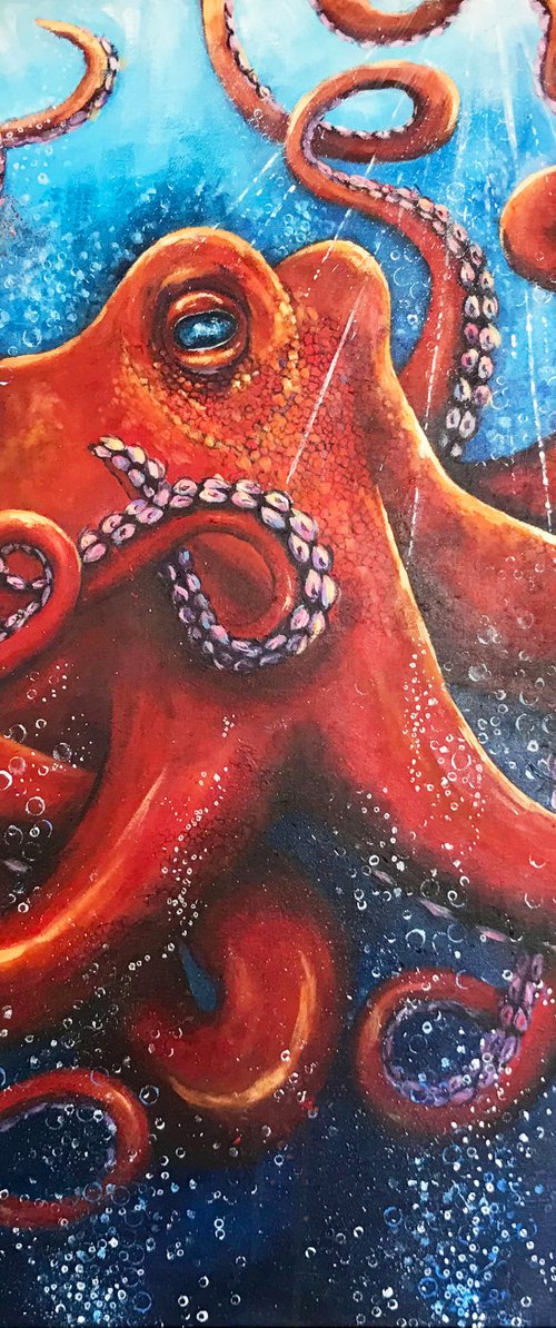 Octopus by Ewen Macaulay