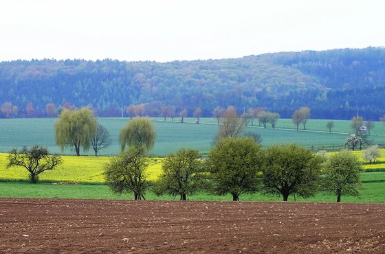 STRIPES and TREE-TOPS