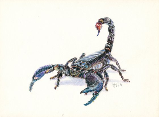 Scorpion/Insect Series