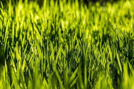 Fresh Spring Grass - A3