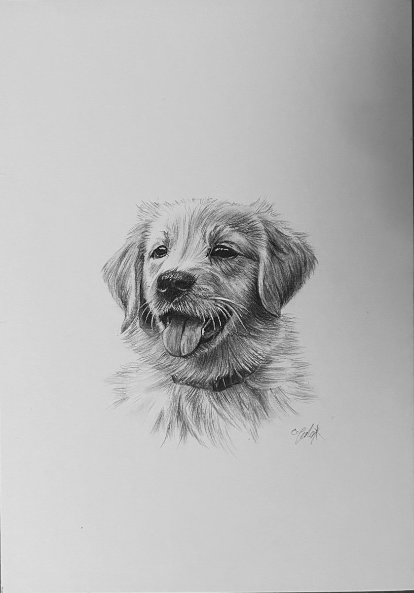 Golden retriever puppy by Amelia Taylor