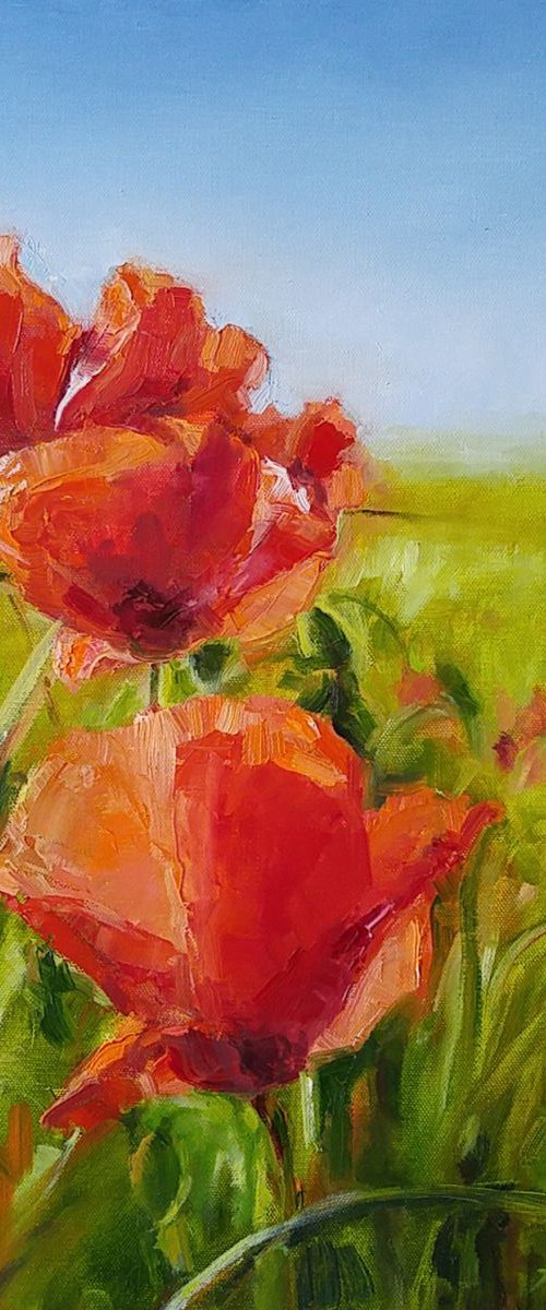 Poppies by Alexander Koltakov