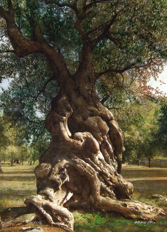 Greek Olive Tree XI