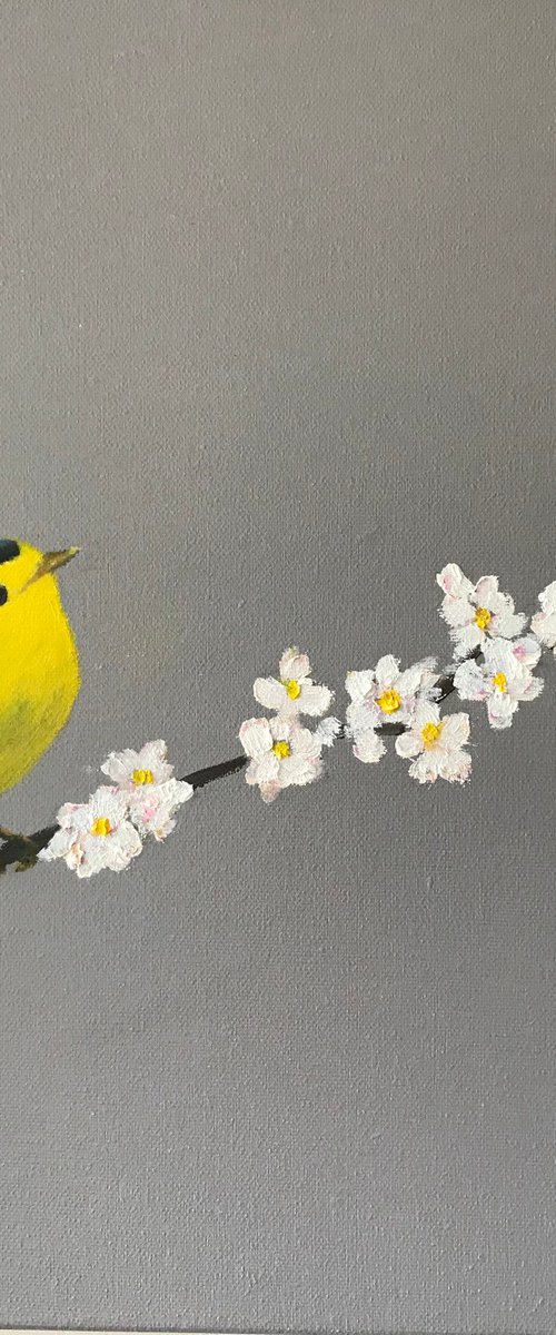 Wilson's Warbler on Cherry Blossom by Laure Bury