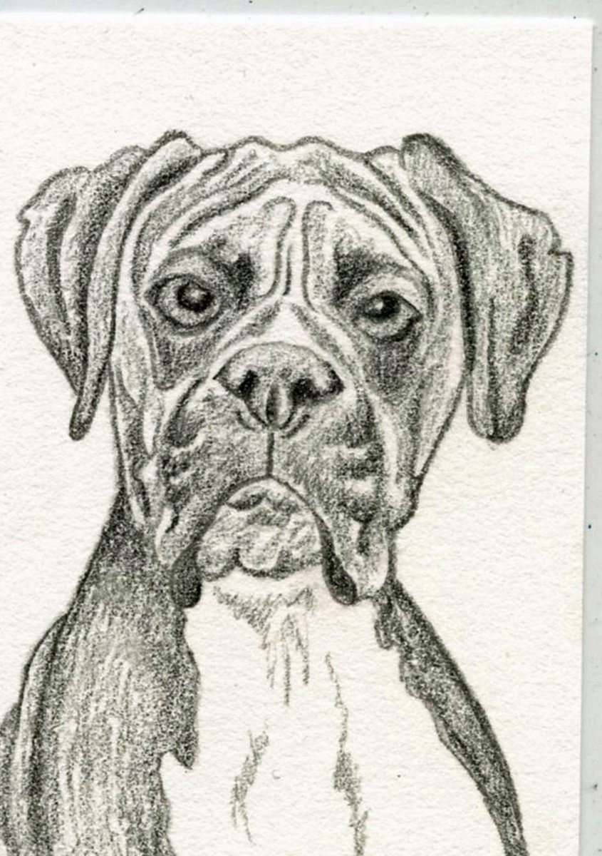 ACEO ATC Original Miniature Drawing Boxer Pet Dog Art-Carla Smale by carla smale