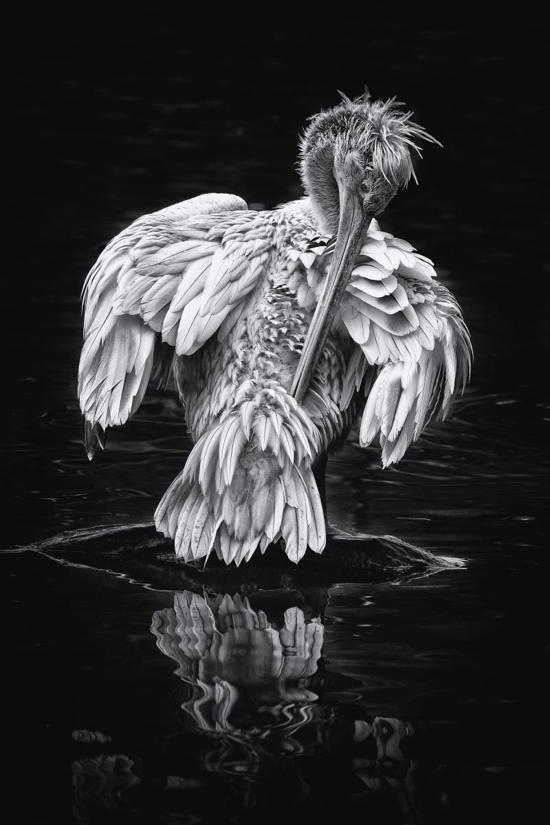 Photorealistic Photograph , Reflecting Pelican By Paul Nash, 16 X 24, Artwork For Sale On Artfinder