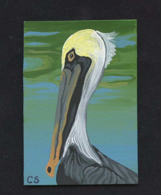 ACEO ATC Original Miniature Painting Pelican Bird Wildlife Art-Carla Smale