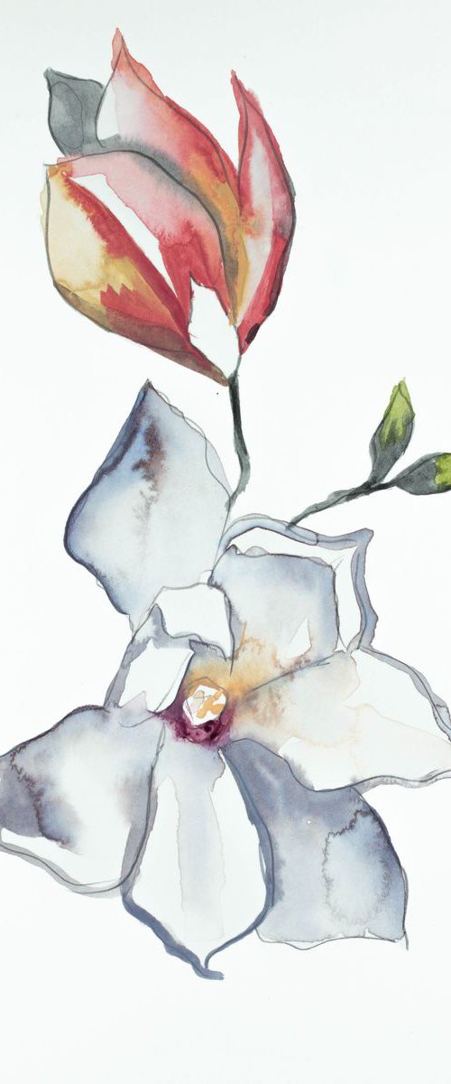 Magnolia Study No. 4 by Elizabeth Becker