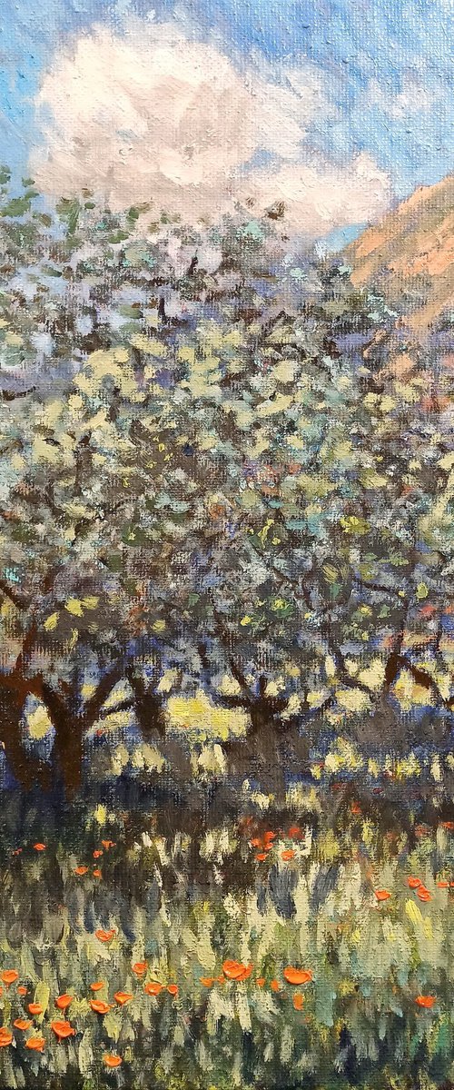 Olive groves of Provence by Oleh Rak