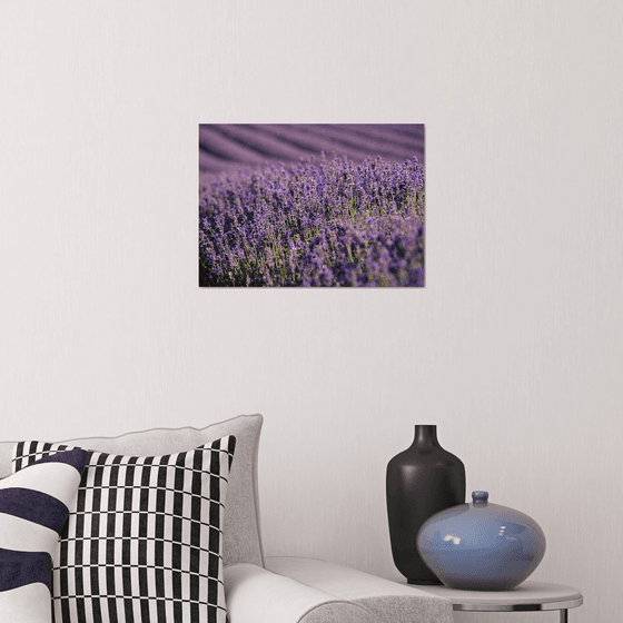 English Lavender in the Summer Sun