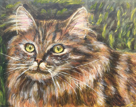 Cat