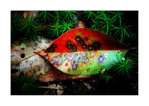 Macro Nature Photography Colourful Leaf 03 by Richard Vloemans