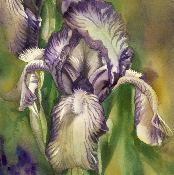 iris in the mist Watercolour by Alfred Ng | Artfinder