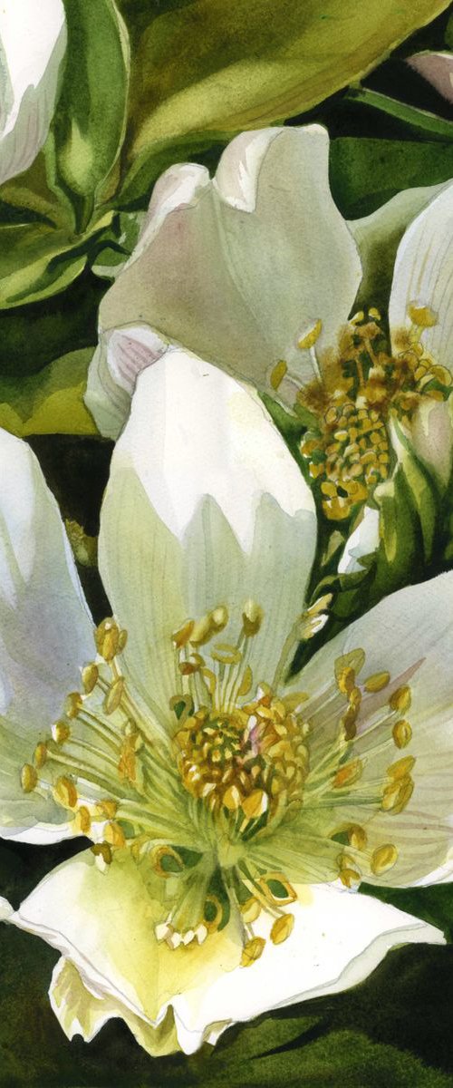 Winter rose (Hellebore) by Alfred  Ng