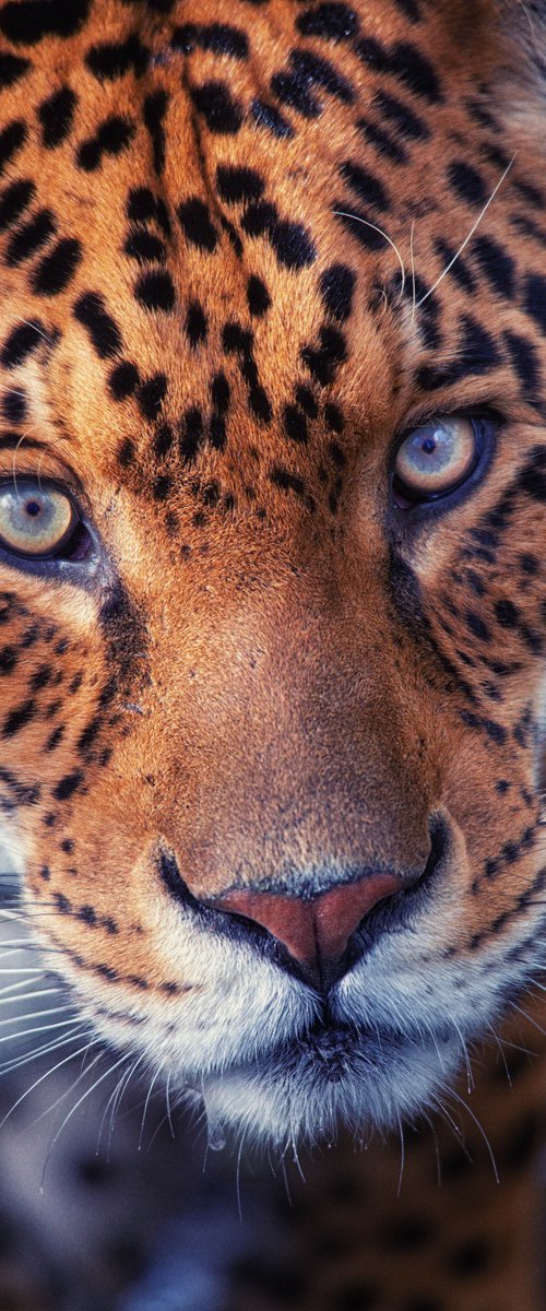 Staring Jaguar by Paul Nash