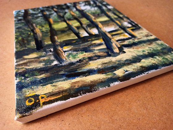 Pine trees on the coast