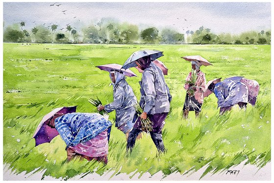 Songs of the Paddy Fields