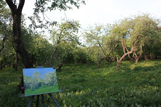 Apple trees in bloom. Kolomenskoye