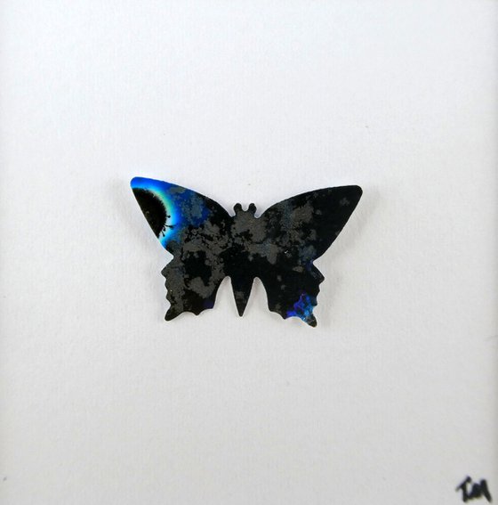 One black and Blue Butterfly