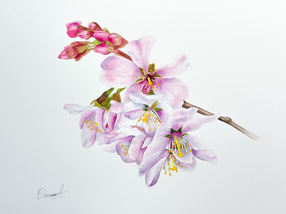 Cherry Blossom